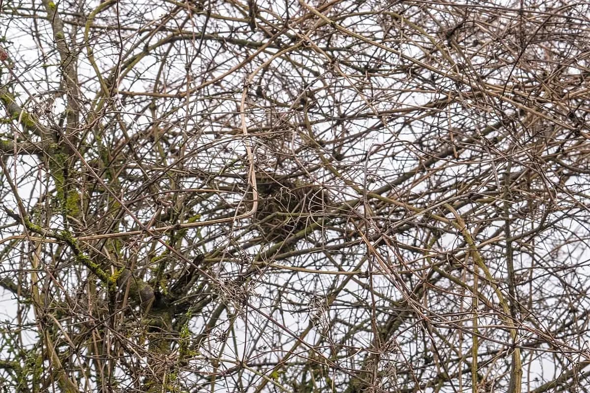 Mastering the Widget Tree: Unraveling the Core of Flutter App Development